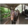 Image 1 : Bj-13 yr old black john pack mule