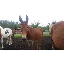 Copper-10 yr old sorrel molly pack mule