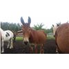 Image 1 : Copper-10 yr old sorrel molly pack mule