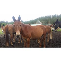 Nickle- 15 yr old sorrel john pack mule