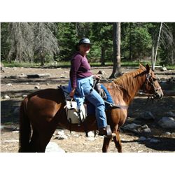 Curley- 17 yr old sorrel gelding
