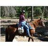 Image 1 : Curley- 17 yr old sorrel gelding