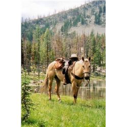 Leo- 15 yr old palomino gelding