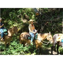 Bob-12 yr old buckskin gelding quarter horse