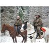 Image 1 : Snoopy- 14 yr old paint gelding