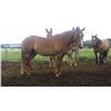 Image 1 : Mongo-12 yr old, sorrel gelding