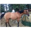 Image 1 : Buck - 15 yr old,buckskin gelding