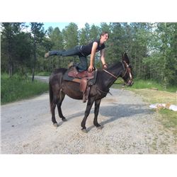 Justa- 21 Yrs Black Molly Mule