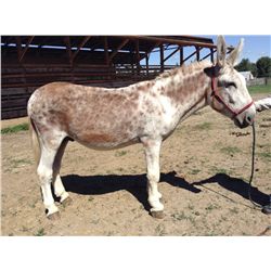 Stretch- 5 yrs. Roan Jack, 14h,900#