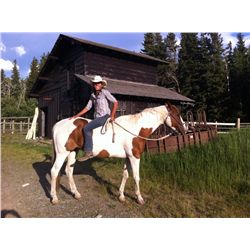 Hamlet- 14 Yrs. Sorrel Paint Gelding