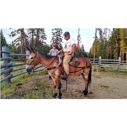 Rabbit- 17yrs. Bay John Mule 16H 1250#