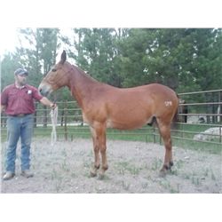 Jake- 15 Yrs. Sorrel John Mule