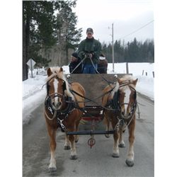 Cagney- 11 yrs. Registered Blond Hafflinger Mare