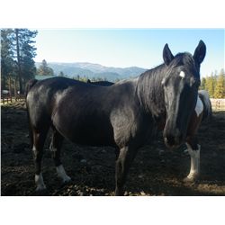 Blackie- 12yrs. black gelding 15H2 " 1200 #