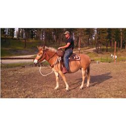 Sunny- 9 yrs. Blonde sorrel, molly mule,14H2",