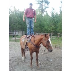 Joker- 27 yrs. Grade Bay Gelding