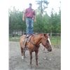 Image 1 : Joker- 27 yrs. Grade Bay Gelding