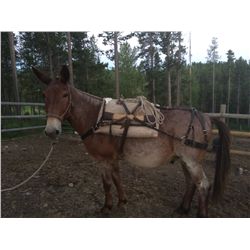 Red Baron- 26 Yrs. Red Roan, John Mule