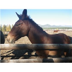 Johnny- 14 yrs. Bay,John Mule,15H, 1000#
