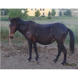 KAT- 8 yrs. dark bay,molly mule, 15H 1100#