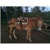 Image 1 : Wheeler- 24 yrs. Roan with blond mane, john mule