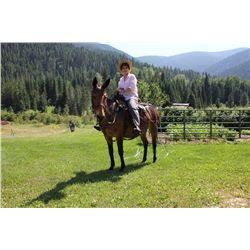 Archie- 15 yrs. Bay john mule 15h2", 1100#