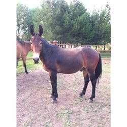 Jackpot- 11 yrs. Bay john mule, 14h2",950#