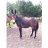 Image 1 : Jackpot- 11 yrs. Bay john mule, 14h2",950#