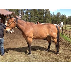Pete- 13 yrs. Grade Bay gelding