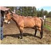 Image 1 : Pete- 13 yrs. Grade Bay gelding