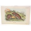 Image 1 : C. 1890S "THE FIELD VOLE" LITHOGRAPH PRINT