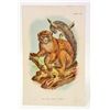 Image 1 : C. 1890S "THE GREY GENTLE LEMUR" LITHOGRAPH PRINT