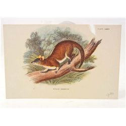 C. 1890S "WOOLY POSSUM" LITHOGRAPH PRINT
