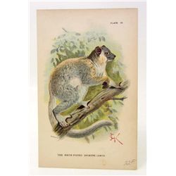 C. 1890S "THE WHITE FOOTED SUPORTIVE LEMUR" LITHOGRAPH