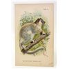 Image 1 : C. 1890S "THE WHITE FOOTED SUPORTIVE LEMUR" LITHOGRAPH