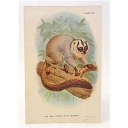 C. 1890S "THE RED FOOTED NIGHT MONKEY" LITHOGRAPH PRINT