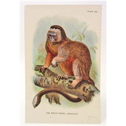 C. 1890S "THE WHITE FOOTED MARMOSET" LITHOGRAPH PRINT