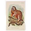 Image 1 : C. 1890S "THE WHITE FOOTED MARMOSET" LITHOGRAPH PRINT