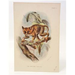 C. 1890S "THE SPECTRAL TARSIER" LITHOGRAPH PRINT