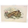 Image 1 : C. 1890S "HARP SEAL" LITHOGRAPH PRINT