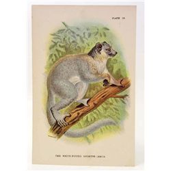 C. 1890S "THE WHITE FOOTED SUPORTIVE LEMUR" LITHOGRAPH