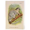 Image 1 : C. 1890S "THE WHITE FOOTED SUPORTIVE LEMUR" LITHOGRAPH
