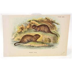 C. 1890S "WATER VOLE" LITHOGRAPH PRINT