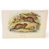 Image 1 : C. 1890S "WATER VOLE" LITHOGRAPH PRINT