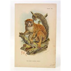 C. 1890S "THE GREY GENTLE LEMUR" LITHOGRAPH PRINT