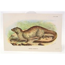 C. 1890S "EGYPTIAN MONGOOSE" LITHOGRAPH PRINT