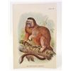 Image 1 : C. 1890S "WHITE FOOTED MARMOSET" LITHOGRAPH PRINT