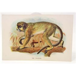 C. 1890S "THE TALAPOIN" LITHOGRAPH PRINT