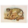 Image 1 : C. 1890S "THE TALAPOIN" LITHOGRAPH PRINT