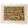 Image 1 : 1880 ANTIQUE COLOR LITHOGRAPH ANIMAL PRINT
